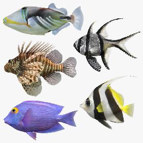 3D model Saltwater Fish Collection